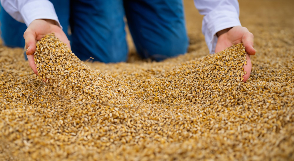 Soluții avansate de transport pentru cereale: Eficiență și performanță în agricultură