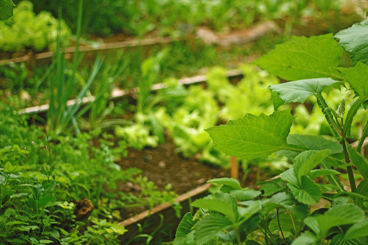 Îngrășăminte pentru legume folosite pentru creștere uniformă