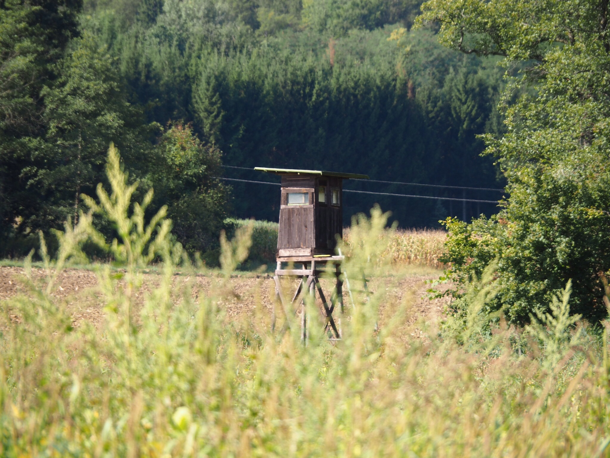Ce greșeli apar la vânătoarea de pândă